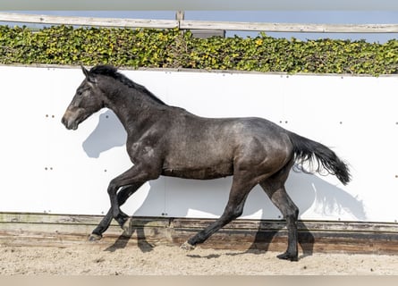 Zangersheide, Hengst, 2 Jaar, 156 cm