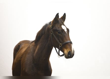 Zangersheide, Hengst, 2 Jaar, 157 cm, Bruin