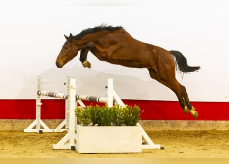 Zangersheide, Hengst, 2 Jaar, 159 cm, Bruin