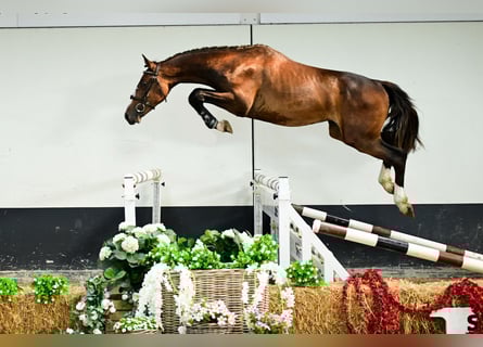 Zangersheide, Hengst, 2 Jaar, 161 cm, Bruin