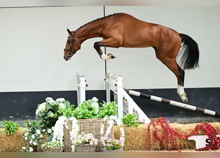 Zangersheide, Hengst, 2 Jaar, 162 cm, Bruin