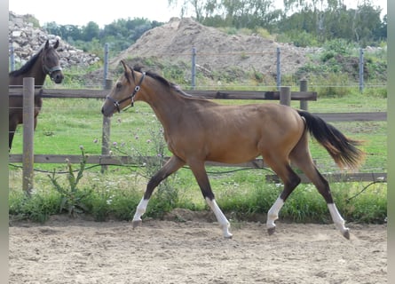 Zangersheide, Hengst, 2 Jaar, 165 cm, Buckskin