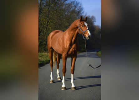 Zangersheide, Hengst, 2 Jaar, 167 cm, Vos