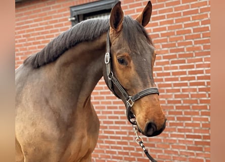 Zangersheide, Hengst, 2 Jaar, 168 cm, Donkerbruin