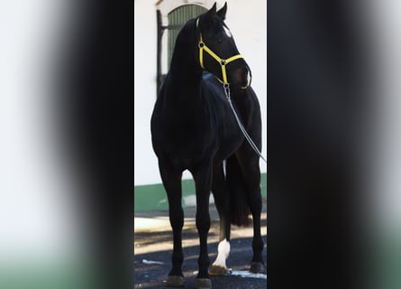 Zangersheide, Hengst, 2 Jaar, 168 cm, Donkerbruin