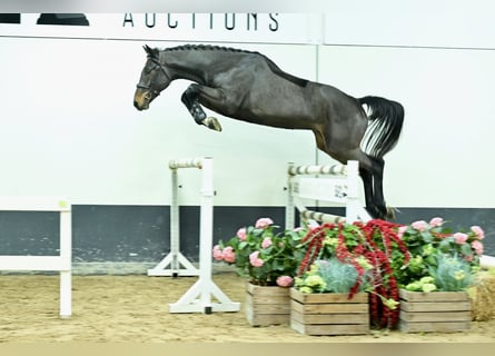 Zangersheide, Hengst, 2 Jaar, 170 cm, Donkerbruin