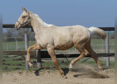 Zangersheide, Hengst, 2 Jaar, 170 cm, Palomino