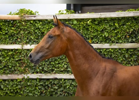 Zangersheide, Hengst, 2 Jaar, 171 cm, Bruin