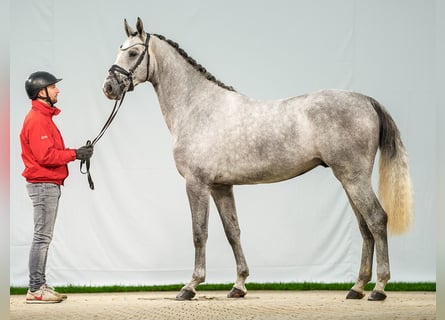 Zangersheide, Hengst, 2 Jaar, Schimmel