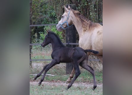 Zangersheide, Hengst, 3 Jaar, 148 cm, Zwart