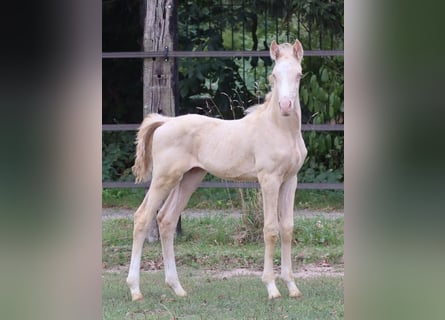 Zangersheide, Hengst, 3 Jaar, 152 cm, Perlino