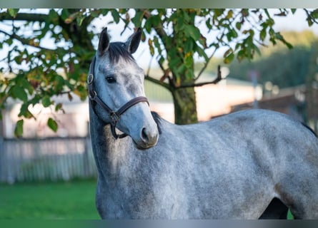 Zangersheide, Hengst, 3 Jaar, 156 cm, Schimmel