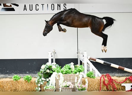 Zangersheide, Hengst, 3 Jaar, 162 cm, Donkerbruin