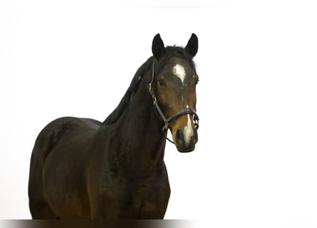 Zangersheide, Hengst, 3 Jaar, 163 cm, Donkerbruin