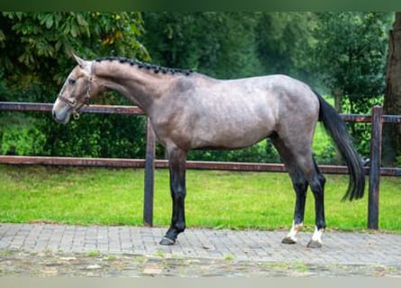 Zangersheide, Hengst, 3 Jaar, 164 cm, Schimmel