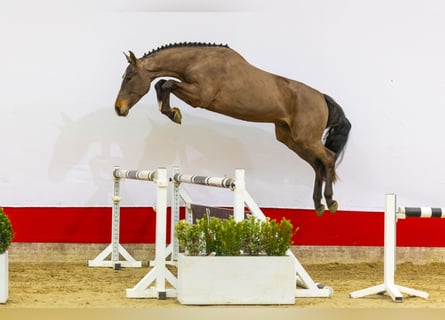 Zangersheide, Hengst, 3 Jaar, 165 cm, Donkerbruin