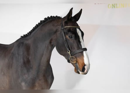 Zangersheide, Hengst, 3 Jaar, 166 cm, Donkerbruin