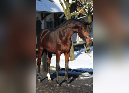 Zangersheide, Hengst, 3 Jaar, 167 cm, Bruin