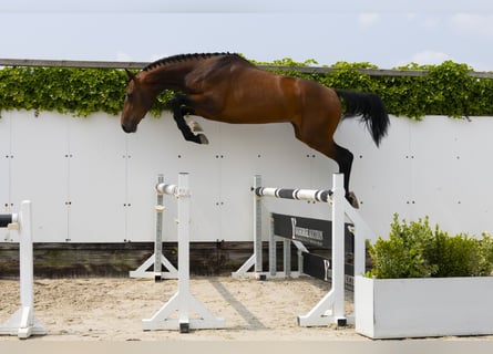 Zangersheide, Hengst, 3 Jaar, 167 cm, Bruin