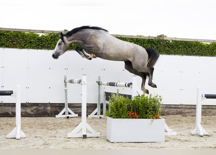 Zangersheide, Hengst, 3 Jaar, 167 cm, Schimmel