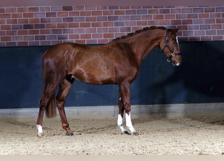 Zangersheide, Hengst, 3 Jaar, 167 cm, Vos