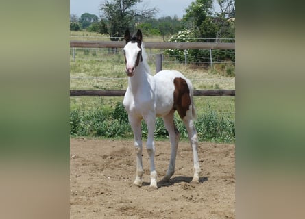 Zangersheide, Hengst, 3 Jaar, 168 cm, Gevlekt-paard