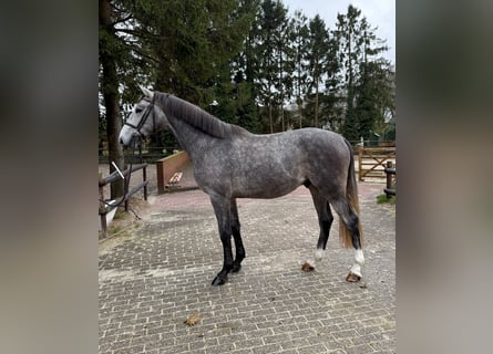 Zangersheide, Hengst, 3 Jaar, 168 cm, Schimmel