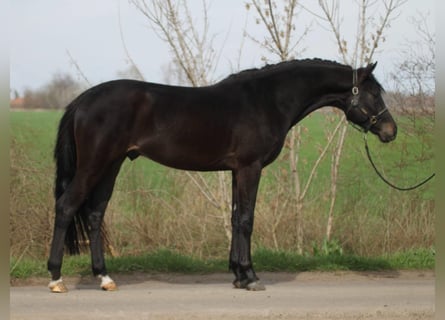 Zangersheide, Hengst, 3 Jaar, 168 cm