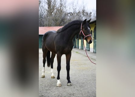 Zangersheide, Hengst, 3 Jaar, 170 cm, Donkerbruin