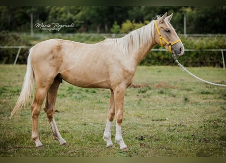 Zangersheide, Hengst, 3 Jaar, 170 cm, Palomino