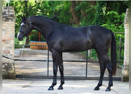 Zangersheider, Hengst, 3 Jahre, 170 cm, Rappschimmel