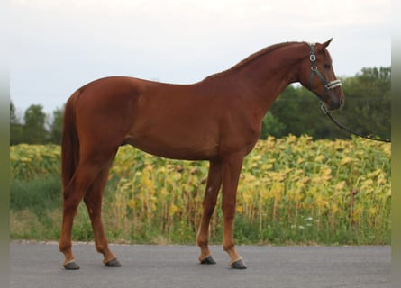 Zangersheide, Hengst, 3 Jaar, 171 cm, Vos