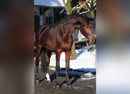 Zangersheide, Hengst, 3 Jaar, Bruin