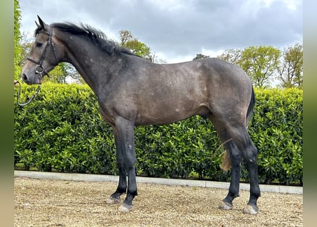 Zangersheide, Hengst, 3 Jaar, Schimmel