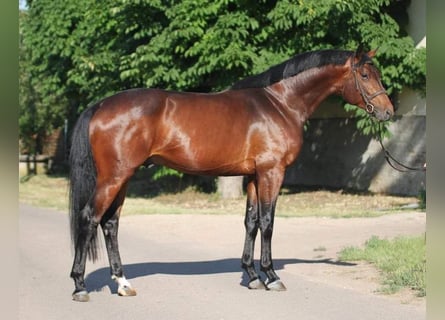 Zangersheide, Hengst, 3 Jaar