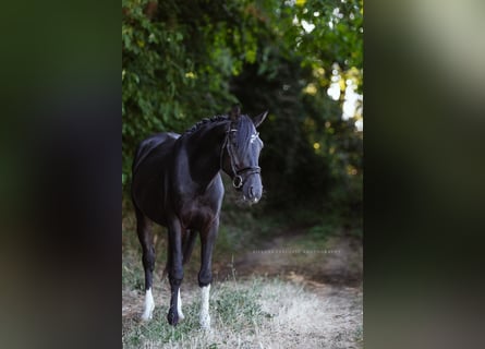 Zangersheide, Hengst, 4 Jaar, 150 cm, Zwart