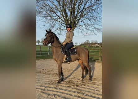 Zangersheide, Hengst, 4 Jaar, 153 cm, Bruin