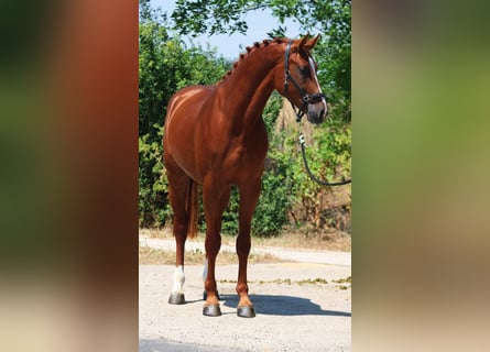 Zangersheide, Hengst, 4 Jaar, 164 cm, Vos