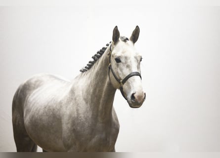 Zangersheide, Hengst, 4 Jaar, 167 cm, Schimmel