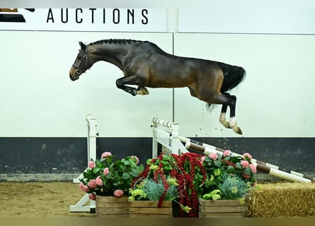 Zangersheide, Hengst, 4 Jaar, 168 cm, Bruin