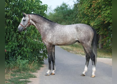 Zangersheider, Hengst, 4 Jahre, 168 cm, Dunkelbrauner