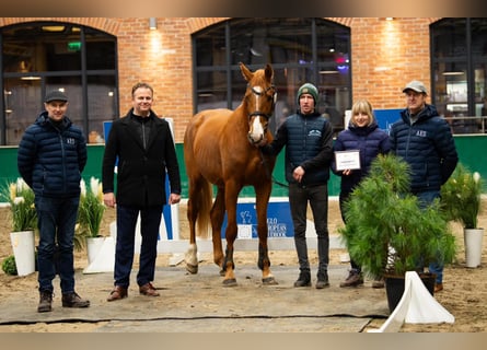 Zangersheide, Hengst, 4 Jaar, 169 cm, Vos