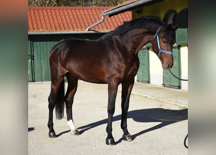Zangersheide, Hengst, 4 Jaar, 170 cm, Bruin