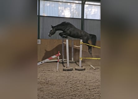 Zangersheide, Hengst, 4 Jaar, 170 cm, Schimmel