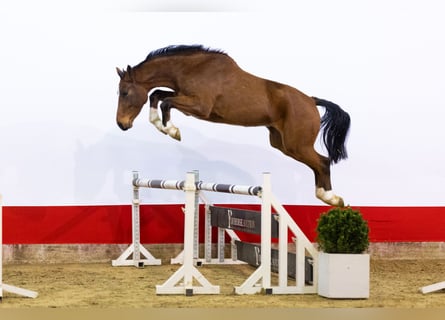 Zangersheide, Hengst, 4 Jaar, 171 cm, Bruin