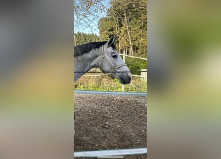 Zangersheide, Hengst, 5 Jaar, 164 cm, Schimmel