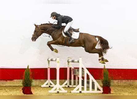 Zangersheide, Hengst, 5 Jaar, 165 cm, Vos