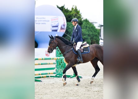 Zangersheide, Hengst, 5 Jaar, 167 cm, Donkerbruin