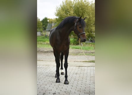 Zangersheide, Hengst, 5 Jaar, 170 cm, Donkerbruin