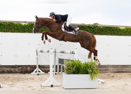 Zangersheide, Hengst, 5 Jaar, 171 cm, Donkere-vos